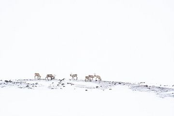 Rendieren in de sneeuw van Luuk Belgers