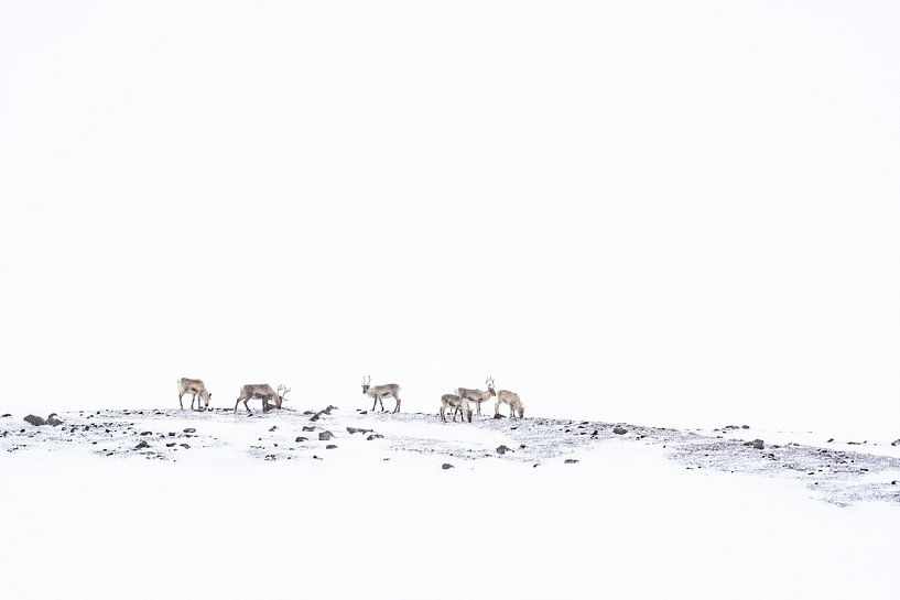 Reindeer in the snow by Luuk Belgers