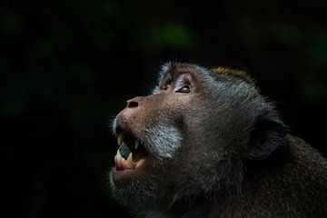 Le singe à longue queue balinais laisse ses dents sur Hugo Braun