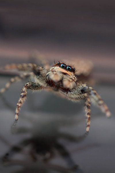 Nieuwsgierig klein spinnnetje van Roque Klop