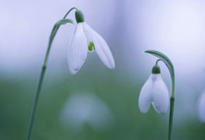 Pas de deux (deux perce-neige au printemps)