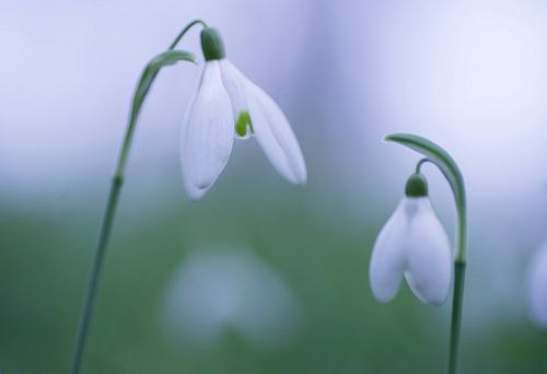 Pas de deux (twee sneeuwklokjes in lentesfeer)