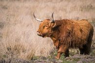 Schotse Hooglander in Nationaal Park Veluwezoom van Cynthia Derksen thumbnail