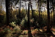 Wald mit Herbstfarben von MSP Canvas Miniaturansicht