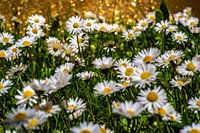 Blumenwiese