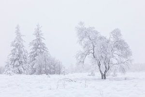 Winterliche Gelassenheit