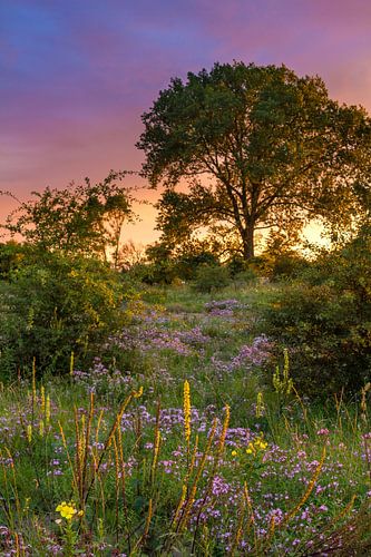 Avondlucht met bloemen