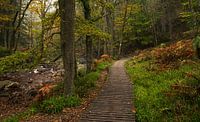 Enchanted Forest Landscape with Wooden Walkway: Belgian Ardennes