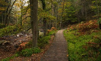 Enchanted Forest Landscape with Wooden Walkway: Belgian Ardennes