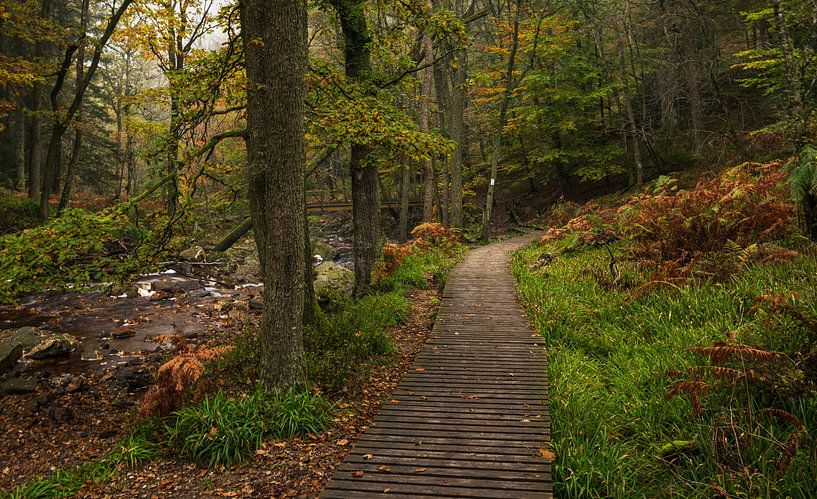 Enchanted Forest Landscape with Wooden Walkway: Belgian Ardennes by Hevonax Photography