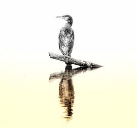 Aalschover tijdens het gouden uurtje. van Wouter Van der Zwan