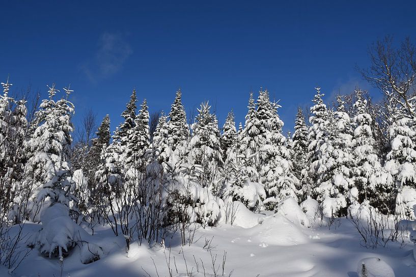 Ein verschneiter Wald nach dem Sturm von Claude Laprise