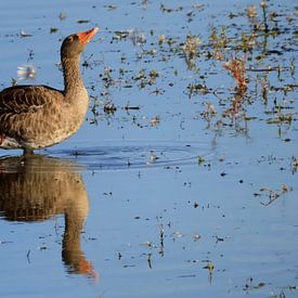 Graugans, stille Kraft von N M