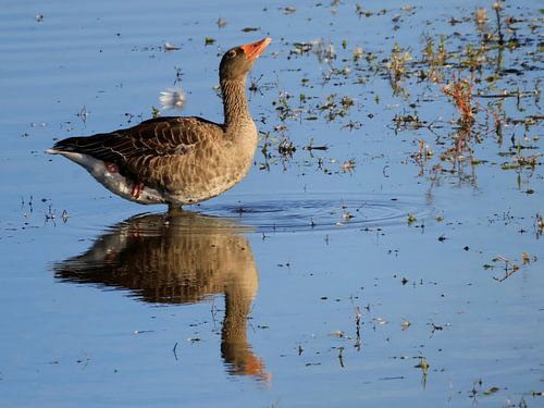 Greylag goose, silent force