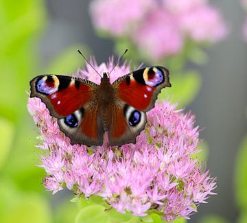 Schmetterling von G. van Dijk