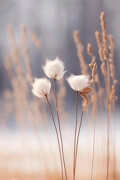 Fleurs de coton sur Treechild