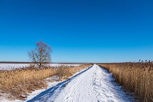 Bodden bei Ahrenshoop auf dem Fischland-Darß im Winter