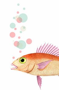 Something Fishy