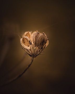 Fleur séchée brun foncé et lunatique sur Sandra Hazes