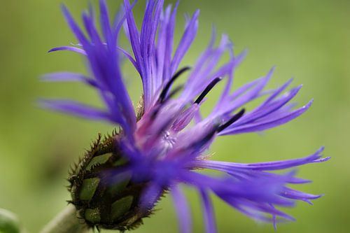 Korenbloem macro