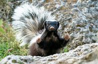 An innocent Patagonian Hog-nosed Skunk by RobJansenphotography thumbnail