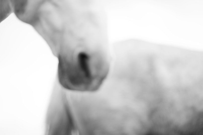 &#039;&#039; Unternehmen &#039;&#039; von Equine Art