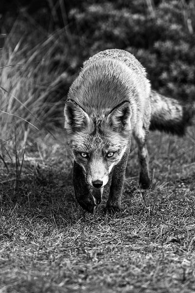 Vos in de Amsterdamse Waterleidingduinen van Sander Jacobs