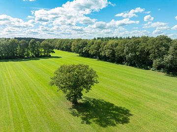 Boom in een veld van bovenaf gezien