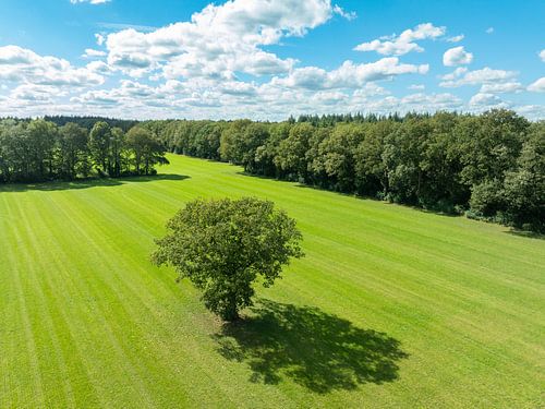 Boom in een veld van bovenaf gezien