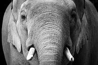 Alter Elefant von KC Photography Miniaturansicht