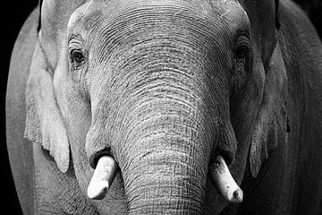 Vieil éléphant sur KC Photography
