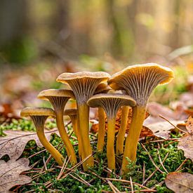 Paddenstoelen - Trompet cantharellen in de herfst van Max Steinwald