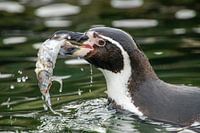 Humboldt penguin with fish at Ouwehands Dierenpark Rhenen
