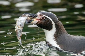 Humboldt pinguïn met vis in Ouwehands Dierenpark Rhenen van David van der Kloos