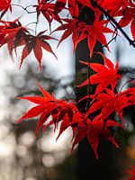 Japanese Acer