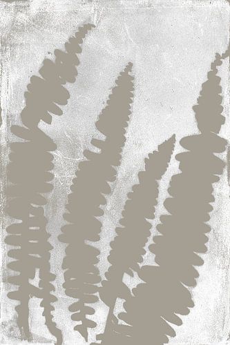 Fougères taupes dans un style rétro. Art moderne botanique minimaliste en gris béton et blanc