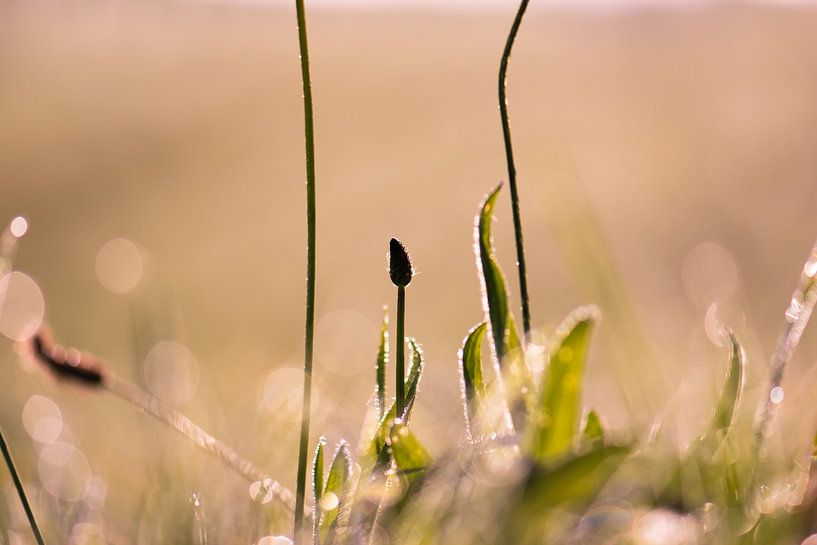 dew in the grass by Tania Perneel