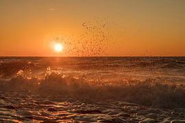 spetterende noordzee van anne droogsma