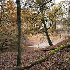 Herfst landschap met beek in bos, Noord-Limburg van Ger Beekes