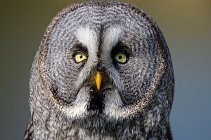 Hibou de Laponie