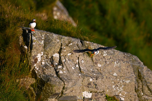 Papageientaucher im Flug entlang der Klippen von Runde