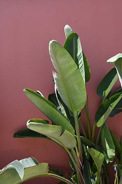 Bananenplant voor roze muur in Lissabon van StudioMaria.nl