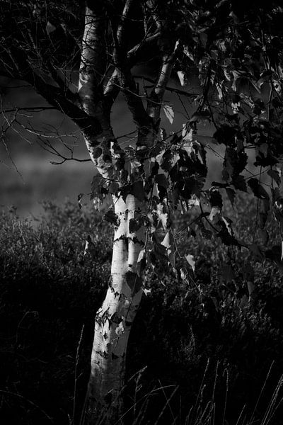 Bouleau pubescent dans la réserve naturelle de Balloërveld par Jurjen Melinga