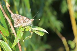 Butterfly on green branch by Eline Lohman