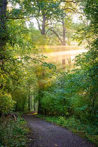 Waldweg im Licht der Sonne von Martin Wasilewski