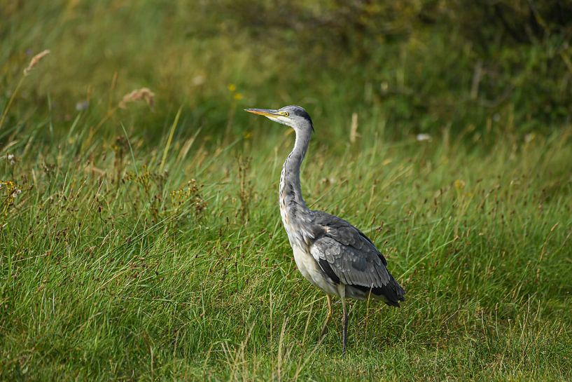 Blue heron by Shirley Douwstra