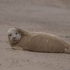 Zeehondje van Karen de Geus