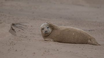 Seal by Karen de Geus