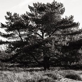 Landscape Drenthe (Zeegse) by Tanja Bouwhuis Fotografie & Design