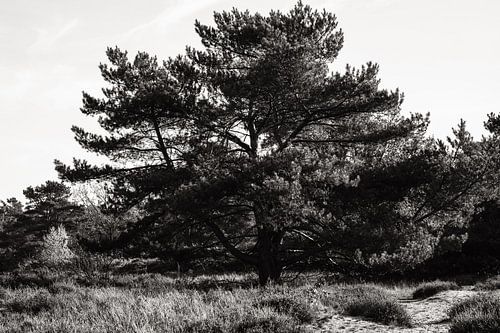 Landschap Drenthe (Zeegse)